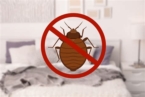 Baltimore’s Best Bed Bug Exterminator - Raven Termite and Pest Control