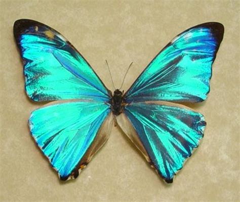 Rarest Butterfly In The World