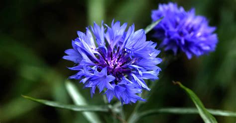 How to Grow Bachelor’s Button (Cornflower) | Gardener’s Path