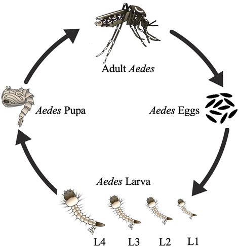 Life Cycle Of Aedes Mosquito Diagram Malaydaedae | The Best Porn Website