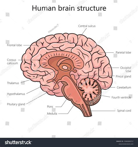 Human Brain Labeled Diagram