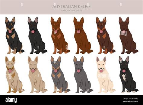 Australian Kelpie all colours clipart. Different coat colors set ...