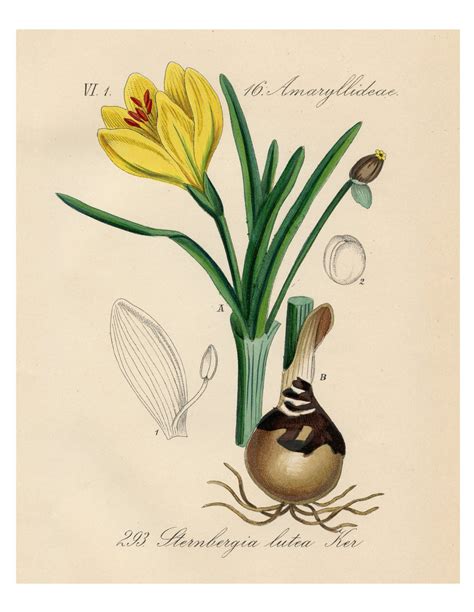 Yellow Crocus Botanical Illustration Crocus Yellow Yellow - Etsy