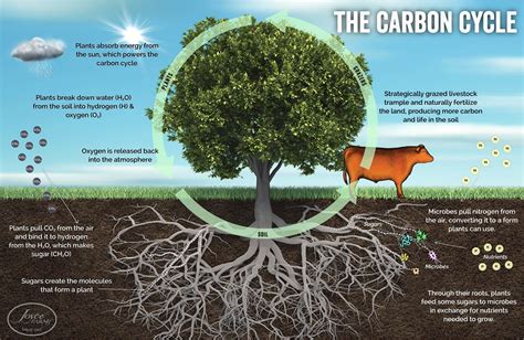 The Circle of Life: How the Carbon Cycle Powers our Ecosystem ...