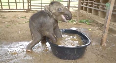 Baby Elephɑnt Bathing For The First Time Moment - We Love Animals