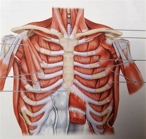 Chest Muscles Labeled Anatomy