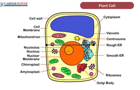 Plant Cell Diagram, Structure, Types and Functions