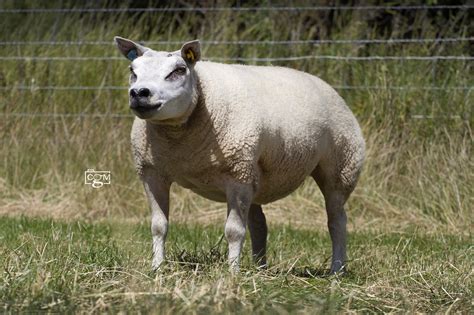 Beltex – Chiltern Livestock