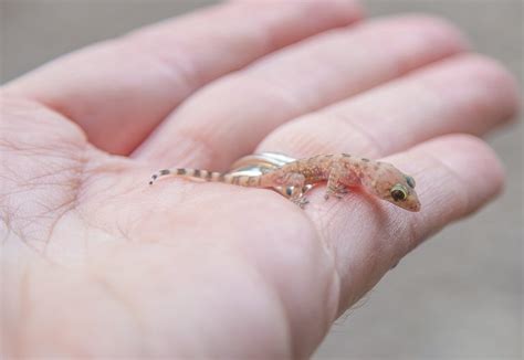 This baby lizard was wandering in my room. : r/reptiles