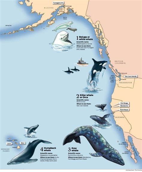 chart of where whales live and migrate | Ocean animals, Whale, Ocean life