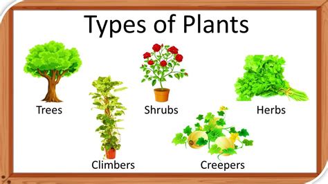 Climbers Plants Names List