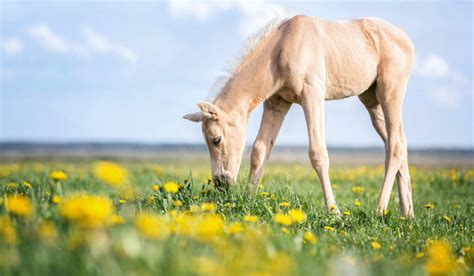 Palomino Horse - Breeds, Colors, and Genetics - Helpful Horse Hints