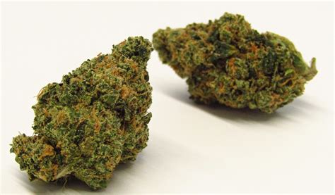 Fatso Strain Review | Westword