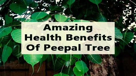 10 Amazing Health Benefits Of Peepal Tree & Leaf - Boldsky.com