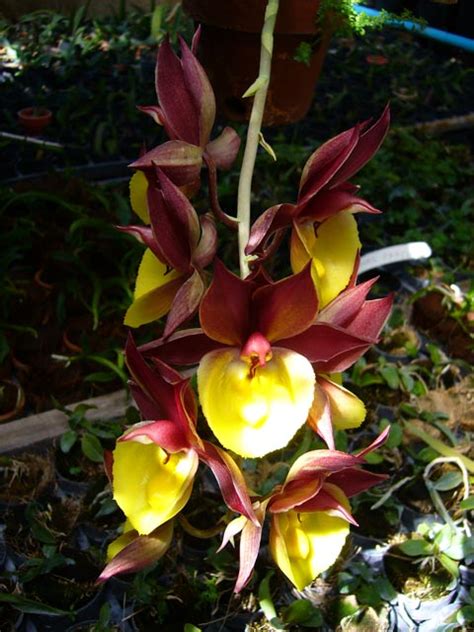 Catasetum hybrid