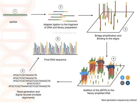 The entire method of next generation sequencing. | Next generation ...