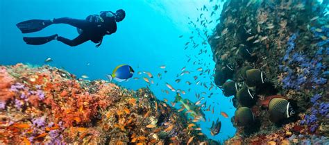 Your Guide to Coral Reef Diving in Grand Cayman - The Residences Grand ...