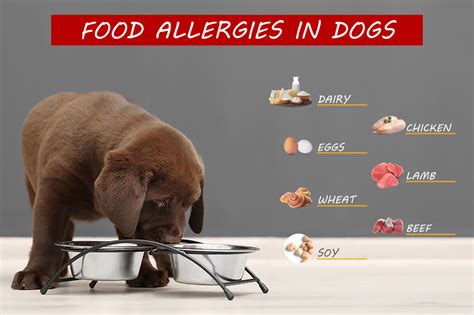 Dog Food Allergies | Oakland Veterinary Referral Services