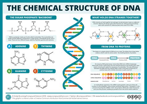 The Chemical Structure of DNA – Compound Interest