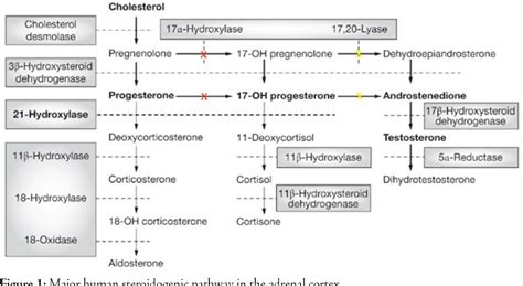 Figure 1 from Congenital Adrenal Hyperplasia due to 17-alpha-hydoxylase ...