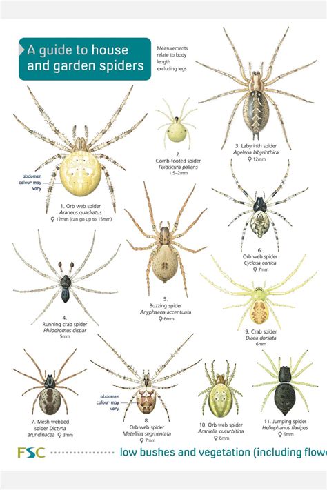 The FSC House and garden spiders identification guide features 40 ...