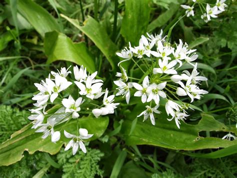 Raw Edible Plants: Wild garlic (Allium ursinum)