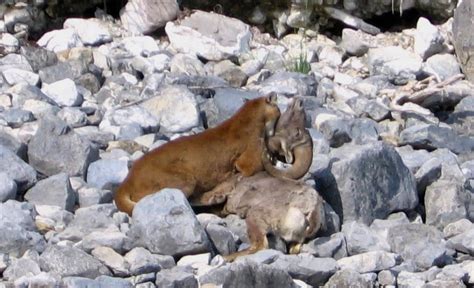 Mountain Lion Predation on Bighorn Sheep » Got Hunts