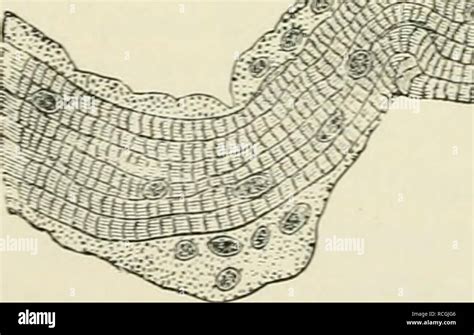 . Elements of histology. Histology. loo Elemexts of Histology. here ...