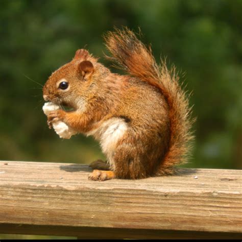 North American Red Squirrel | Project Noah