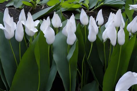 Premium AI Image | A row of white tulips are in a garden.