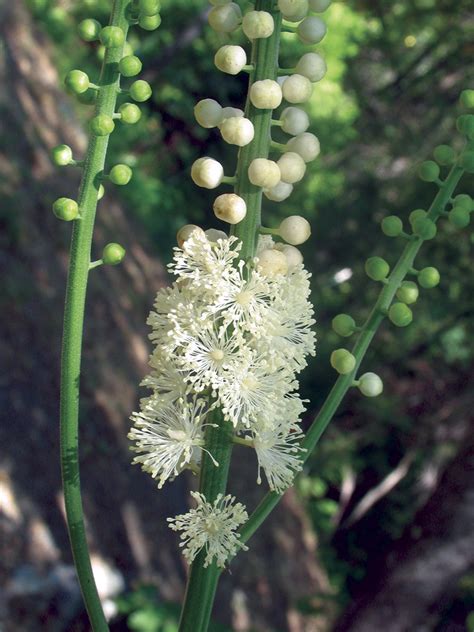 Black Cohosh: Useful for Abusive Relationships – Flower Essence Services