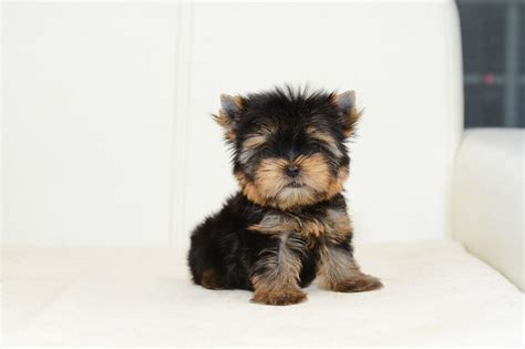 Teacup Yorkie Breed Guide: A World of Small Wonders