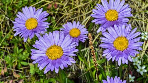 24 Gorgeous Types of Aster Flowers (#11 Is Wow)