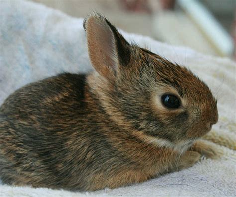 Rabbit Babies