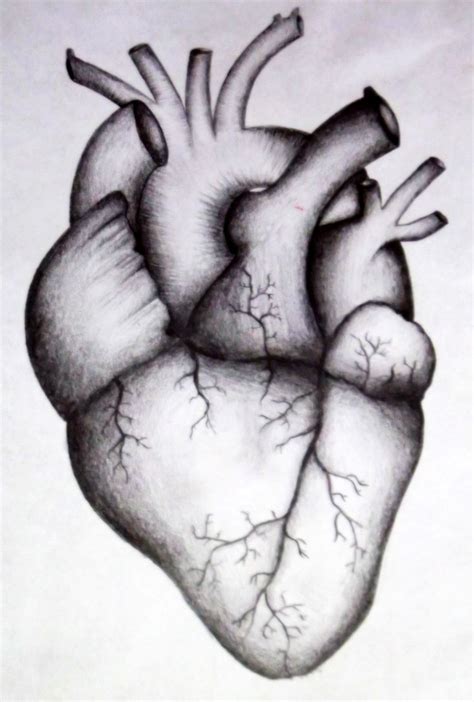 Cool Realistic Heart Drawings - Goimages Garden