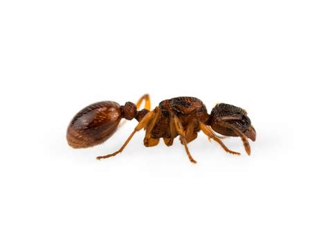 ANTSTORE - Ameisenshop - Ameisen kaufen - Myrmica rubra