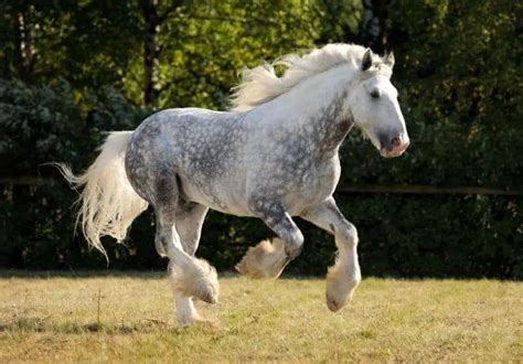 Dapple Grey Horses: Facts, Breeds, Origins, and Colors