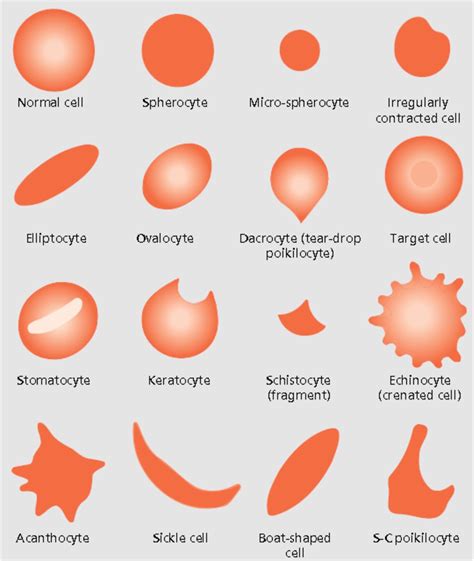 Red blood cells Vet Tech School, Vet Tech Student, Vet Medicine ...