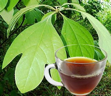 The Health Benefits of Sassafras Leaf Tea | Health Benefits