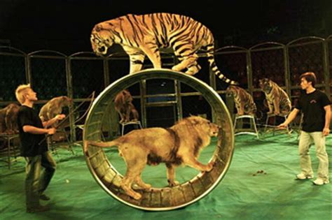 Woman Walks into Bathroom to Discover a Shrine Circus Tiger