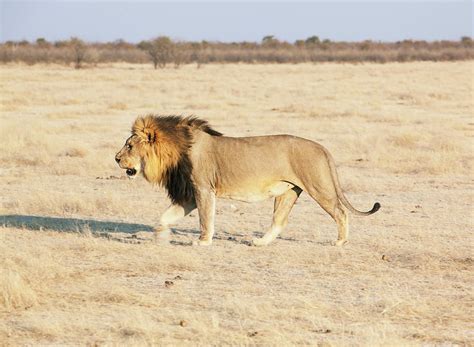 African Lion On Savannah Photograph by Bjarte Rettedal - Pixels