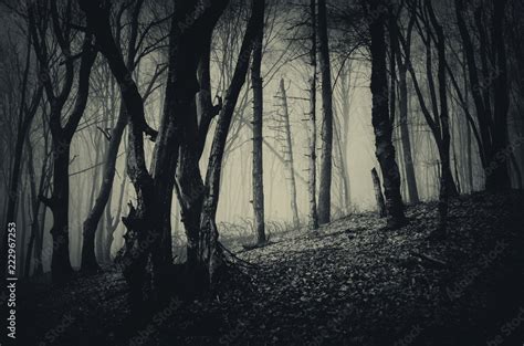 scary trees in dark forest, fantasy landscape Stock Photo | Adobe Stock