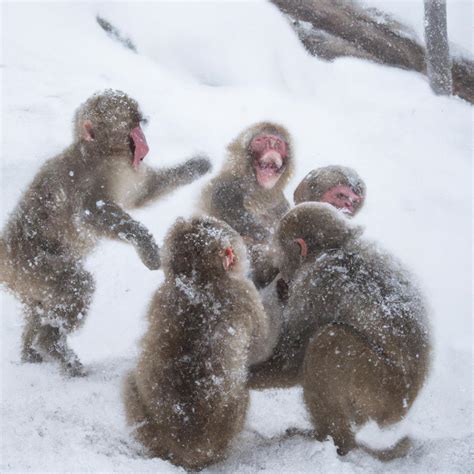 Snow Monkey Hokkaido: A Guide to Witnessing the Wild Beauty of Japan's ...