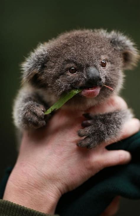 Koala have uncannily human-like fingerprints they use to grip things ...