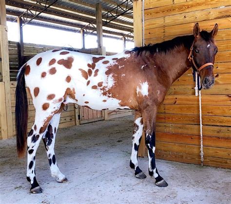 Bay Leopard Blanket Appaloosa | Appaloosa horses, Horses, Beautiful horses