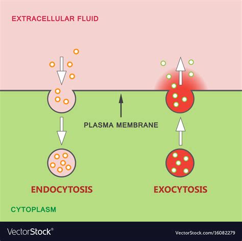 Venn Diagram Comparing Exocytosis And Endocytosis Endocytosi