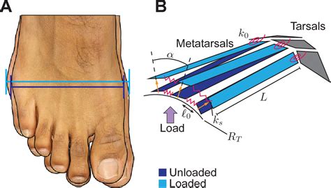 [PDF] Contribution of the transverse arch to foot stiffness in humans ...