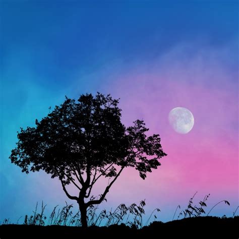 Tree Moon Silhouette Landscape Free Stock Photo - Public Domain Pictures