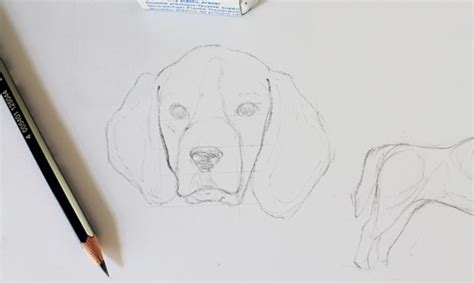 How To Draw A Realistic Looking Dog - Distancetraffic19