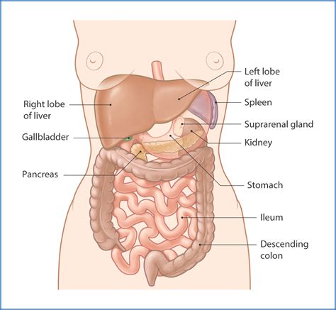 Retroperitoneal Organs